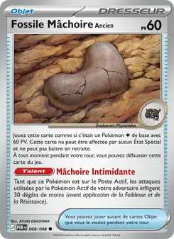 Fossile Mâchoire Ancien 068/088 — Perfect Order